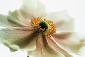 Photographic: Anemone