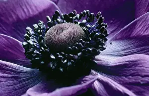 Pavonina: Anemone