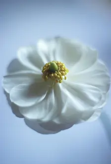 Windflower: Anemone
