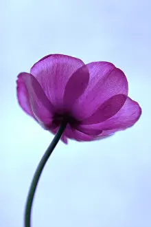 Aloof: Anemone