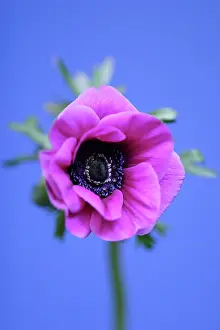 Coronaria: Anemone