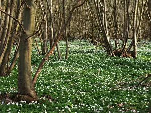 Nemorosa: Anemone