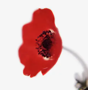 Coronaria: Anemone
