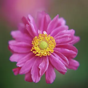 Windflower: Anemone