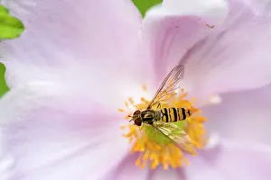 Windflower: Anemone