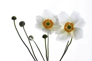 Windflower: Anemone