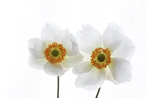 Combined: Anemone