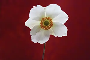 Windflower: Anemone
