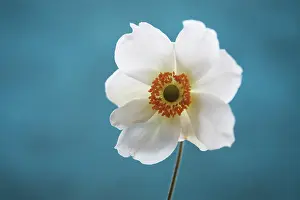 Windflower: Anemone