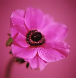 Pavonina: Anemone