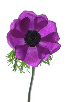 Coronaria: Anemone