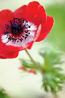 Coronaria: Anemone