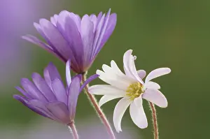 Leadership: Anemone