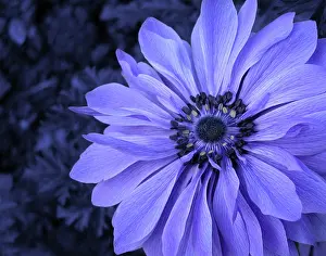 Coronaria: Anemone