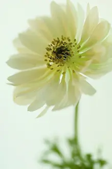 Everest: Anemone