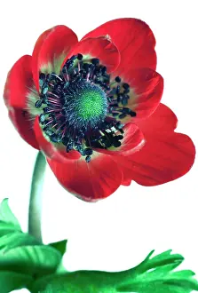 Coronaria: Anemone