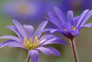 Blanda: Anemone
