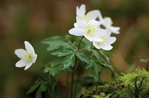 Nemorosa: Anemone