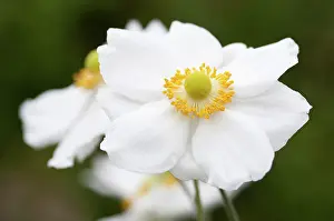 Hybrida: Anemone