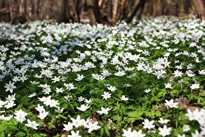 Nemorosa: Anemone
