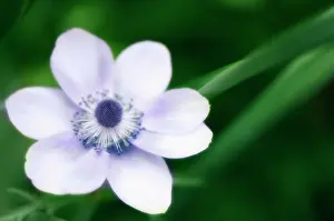 Coronaria: Anemone