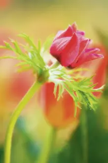 Coronaria: Anemone