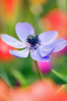 Coronaria: Anemone
