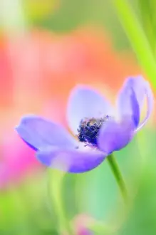 Coronaria: Anemone