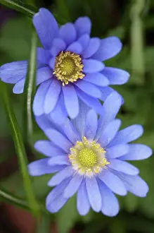Blanda: Anemone