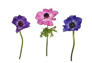 Leadership: Anemone