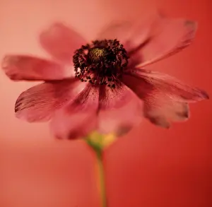 Coronaria: Anemone