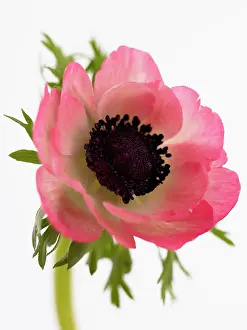 Coronaria: Anemone