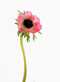 Coronaria: Anemone