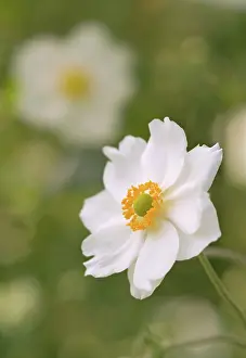 Hybrida: Anemone