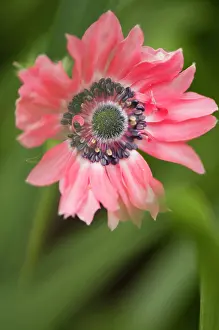 Coronaria: Anemone