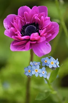 Proportion: Anemone
