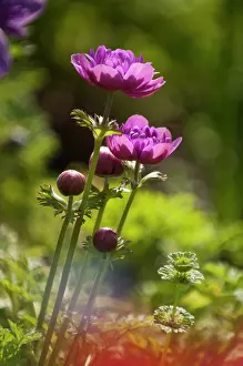 Coronaria: Anemone