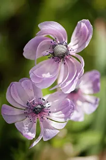 Coronaria: Anemone
