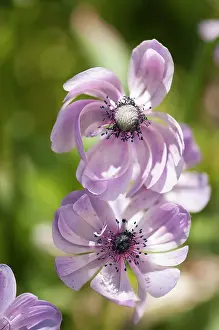 Coronaria: Anemone