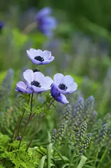 Muscari: Anemone