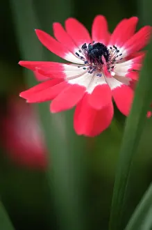 Coronaria: Anemone