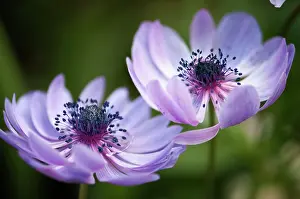 Coronaria: Anemone