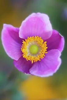 Windflower: Anemone