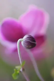 Windflower: Anemone