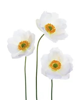 Hybrida: Anemone
