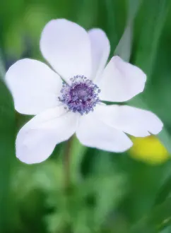 Coronaria: Anemone