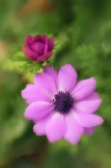 Coronaria: Anemone