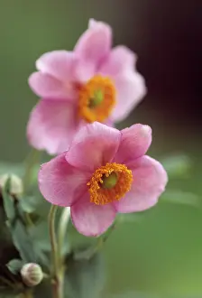 Windflower: Anemone