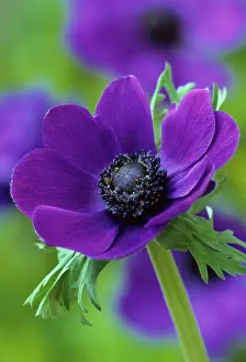 Coronaria: Anemone