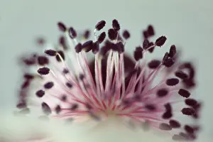 Coronaria: Anemone